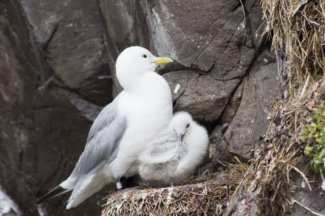 2011-07-04_15-00-26 island.jpg - Mvchen am Vogelfelsen bei Hfn